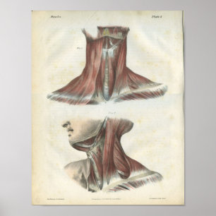 Poster Muscles de l'anatomie du cou Imprimer