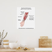 Poster Muscles de l'avant-bras, diagramme étiqueté. (Cuisine)