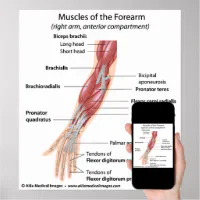 diagramme des muscles du bras