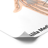 Poster Muscles de l'avant-bras, diagramme étiqueté. (Coin)