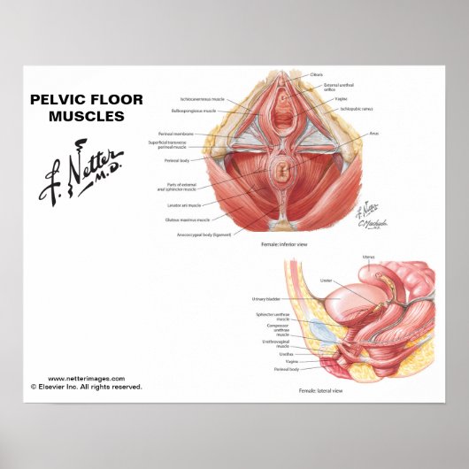 Poster Muscles de plancher pelvien de Netter - Graphique  (Devant)