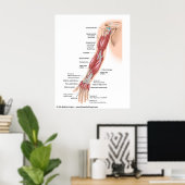 Poster Muscles de tout le bras, étiquetés dessin. (Bureau à domicile)