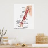 Poster Muscles de tout le bras, étiquetés dessin. (Cuisine)