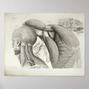Poster Muscles d'épaules antiquaires Imprimer Médicale