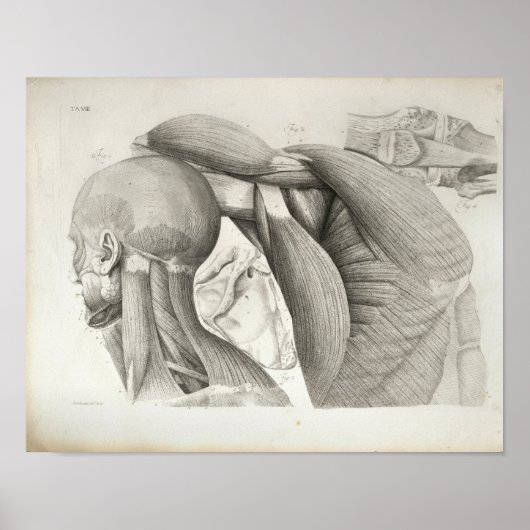 Poster Muscles d'épaules antiquaires Imprimer Médicale (Devant)
