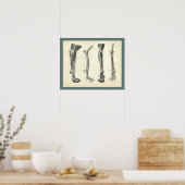 Poster Muscles des os de la jambe de chien Anatomie vétér (Cuisine)