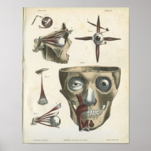 Poster Muscles des yeux et anatomie du crâne Imprimer
