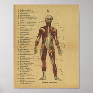 Poster Muscles d'impression d'anatomie allemande vintage