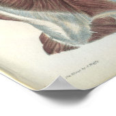 Poster Muscles dos et épaules Anatomie Imprimer (Coin)