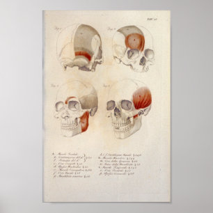 Poster Muscles du crâne Anatomie de mâchoire Imprimer Fra