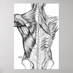 Poster Muscles du dos d'art noir et blanc d'anatomie