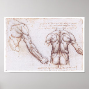 Poster Muscles du dos, Leonardo da Vinci