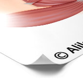 Poster Muscles du pelvis et du périnée femelles, étiqueté (Coin)