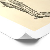 Poster Muscles et os anatomiques vintages Jambe humaine (Coin)