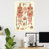 Poster Muscles et viscères de l'affiche d'anatomie fémini (Bureau à domicile)