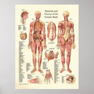 Poster Muscles et viscères de l'affiche d'anatomie fémini