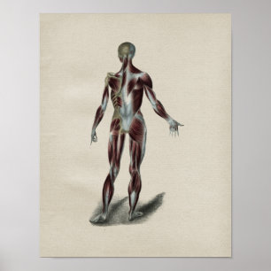 Poster Muscles humains Anatomie Vintage Imprimer
