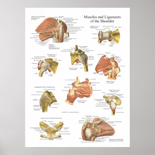 Poster Muscles Ligaments de l'Anatomie de l'épaule (Devant)