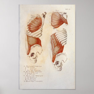 Poster Muscles profonds Anatomie de l'abdomen de la poitr