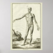 Poster Muscles vintages, Anatomie humaine par Denis Dider (Devant)