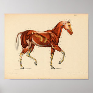 Poster Muscles Vintages d'anatomie du cheval