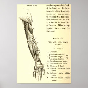 Poster Muscles vintages de l'anatomie du bras (circa