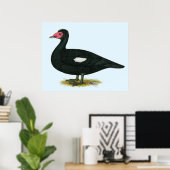 Poster Muscovy Black Drake (Bureau à domicile)