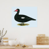 Poster Muscovy Black Drake (Cuisine)