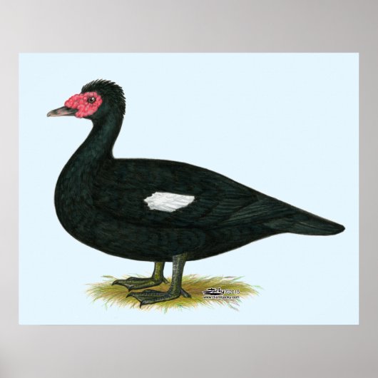 Poster Muscovy Black Drake (Devant)