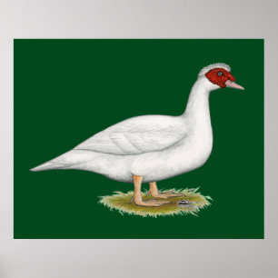 Poster Muscovy blanc de canard