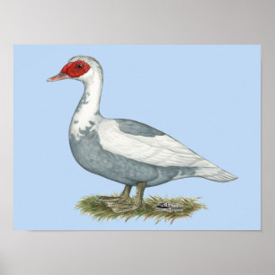 Poster Muscovy Blue pied Duck