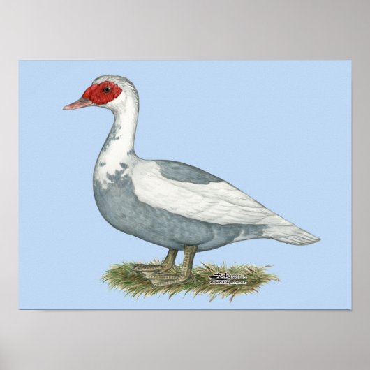 Poster Muscovy Blue pied Duck (Devant)