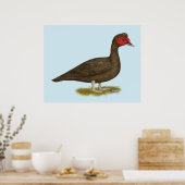 Poster Muscovy Drake Chocolat (Cuisine)