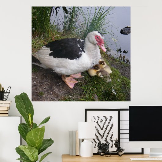 Poster Muscovy Duck And Ducklings (Bureau à domicile)