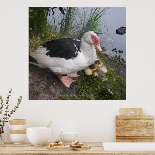 Poster Muscovy Duck And Ducklings (Cuisine)