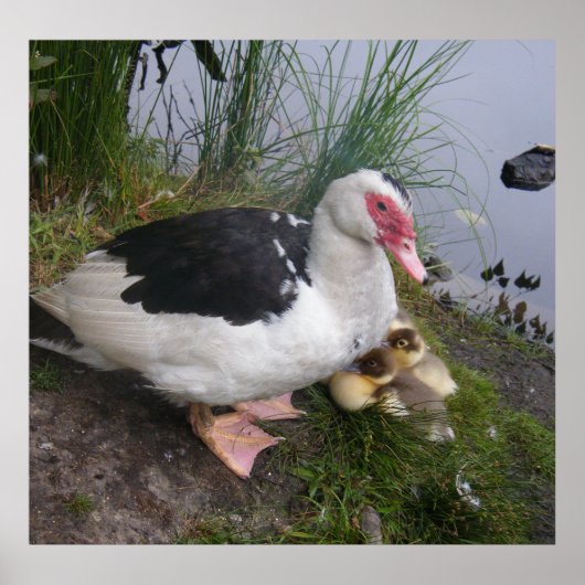 Poster Muscovy Duck And Ducklings (Devant)
