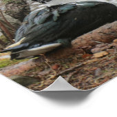 Poster Muscovy Duck By Pond (Coin)