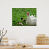 Poster Muscovy Hen Et Canettes (Cuisine)
