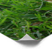 Poster Muscovy Hen Et Canettes (Coin)