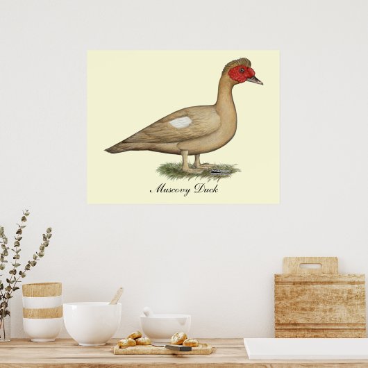 Poster Muscovy light chocolate drake (Cuisine)