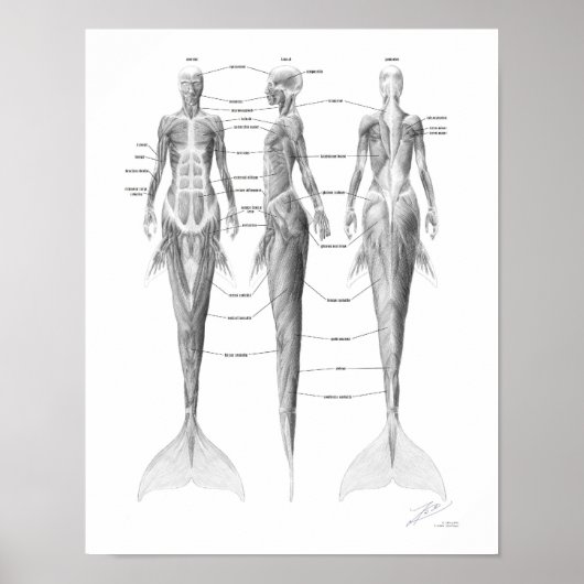 Poster Musculature de Sirène (Devant)