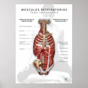 Poster Músculos Respiratorios