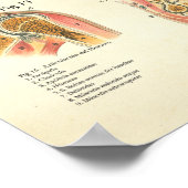 Poster Músculos y Articulaciones Anatomie Espagnol (Coin)