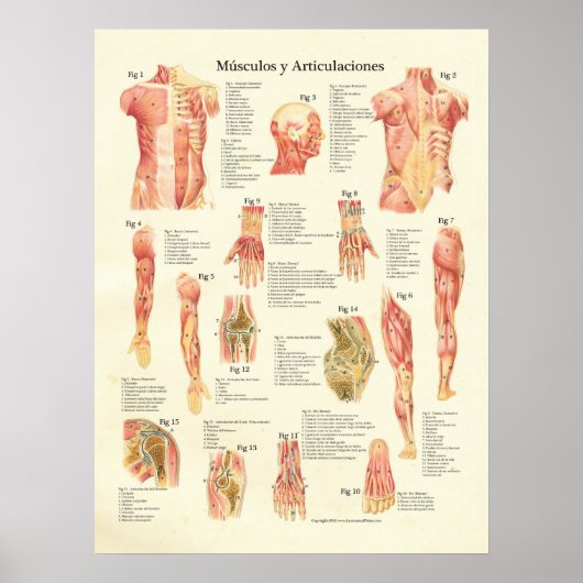 Poster Músculos y Articulaciones Anatomie Espagnol (Devant)