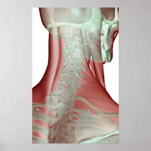 Poster Musculosquelette du cou (Devant)