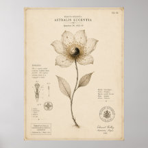 Musée botanique céleste de l'époque victorienne