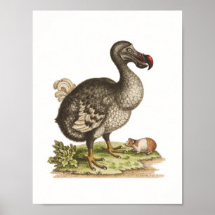 Poster Musée d'histoire naturelle-Dodo-Extinct-Oiseau Pos