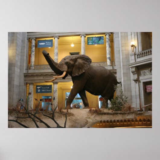 Poster Musée d'histoire naturelle Elephant (Devant)