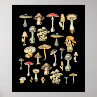 Poster Mushroom
