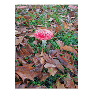 Poster mushroom red with white dots